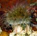 Sea anemone