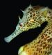 Seahorse by Christine Walsh