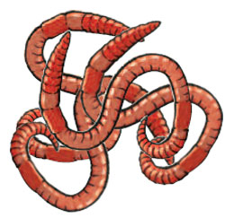 earthworms