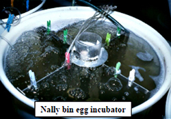 nally bin egg incubator