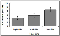 "This graph shows the mean SE tidal zone abundance. high tide - 4, mid tide - 6, low tide - 9"