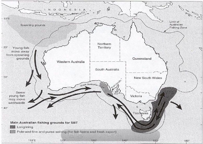 &quot;This map shows the Australian SBT fishing area. A border around Australia indicating the limit of Australian Fishing zone. From western australia, young fish move away from spawning grounds and indication of some young fish may move westwards at the border of western australia. &quot;
