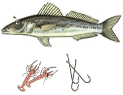 King George whiting 