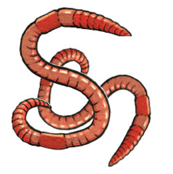 scrubworms