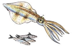 Squid