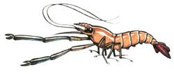 shrimp