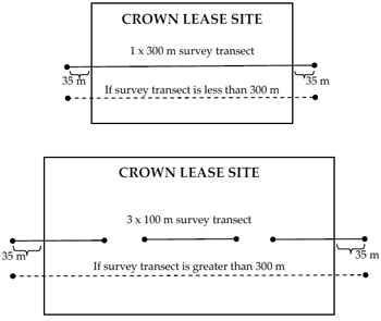 Schematic of Crown lease site indicating approximate placement of the survey transect in relation to the size of the Crown lease site (diagram not to scale).