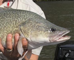 A closeup photo of a large murray cod